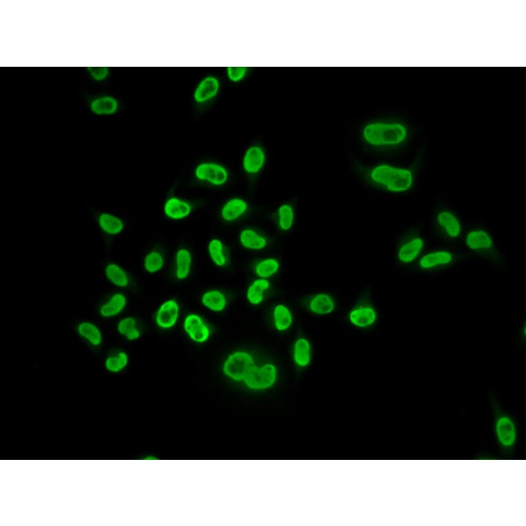 Immunofluorescence - Anti-MCM6 Antibody (A13771) - Antibodies.com