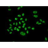 Immunofluorescence - Anti-MCM6 Antibody (A13771) - Antibodies.com