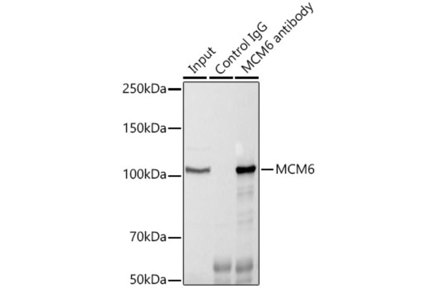 Western Blot - Anti-MCM6 Antibody (A13771) - Antibodies.com