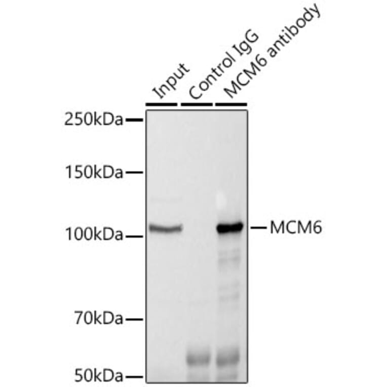 Western Blot - Anti-MCM6 Antibody (A13771) - Antibodies.com