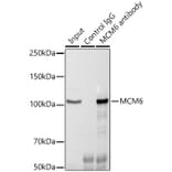 Western Blot - Anti-MCM6 Antibody (A13771) - Antibodies.com