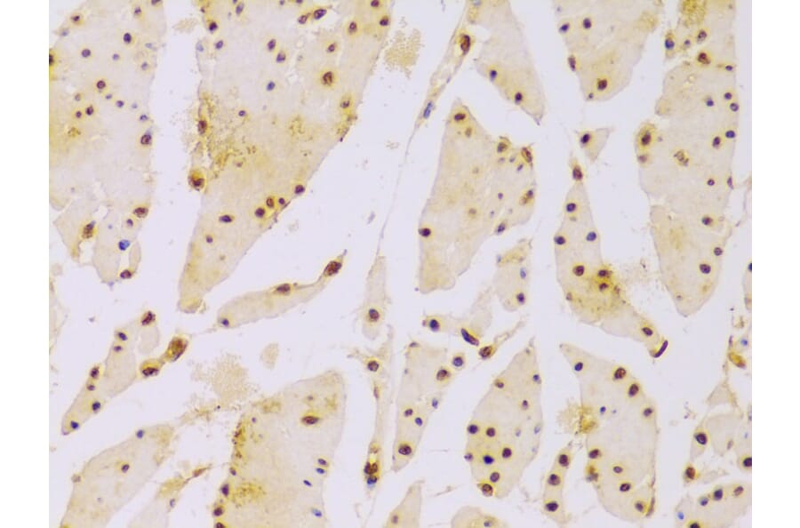 Immunohistochemistry - Anti-Histone H2B Antibody (A13773) - Antibodies.com