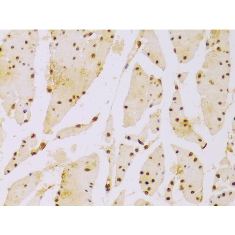 Immunohistochemistry - Anti-Histone H2B Antibody (A13773) - Antibodies.com