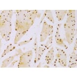 Immunohistochemistry - Anti-Histone H2B Antibody (A13773) - Antibodies.com