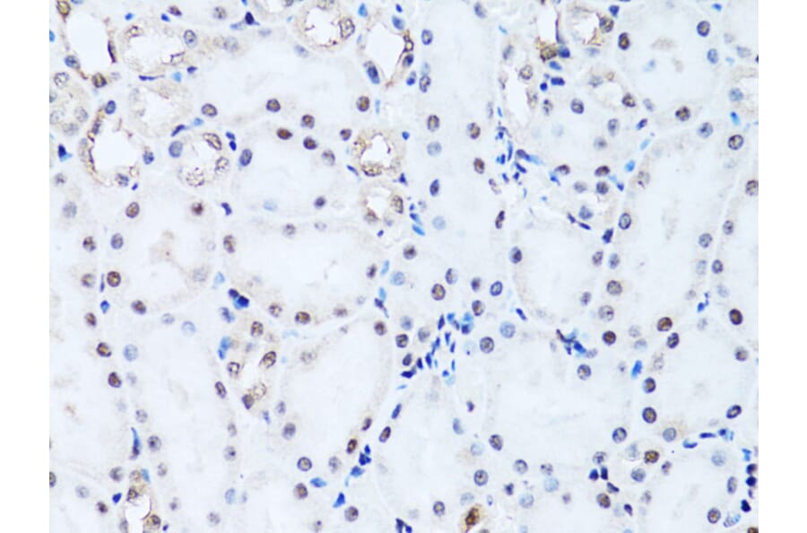 Immunohistochemistry - Anti-Histone H2B Antibody (A13773) - Antibodies.com