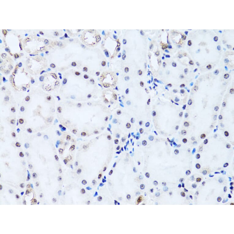 Immunohistochemistry - Anti-Histone H2B Antibody (A13773) - Antibodies.com