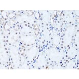 Immunohistochemistry - Anti-Histone H2B Antibody (A13773) - Antibodies.com