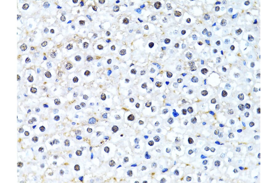 Immunohistochemistry - Anti-Histone H2B Antibody (A13773) - Antibodies.com