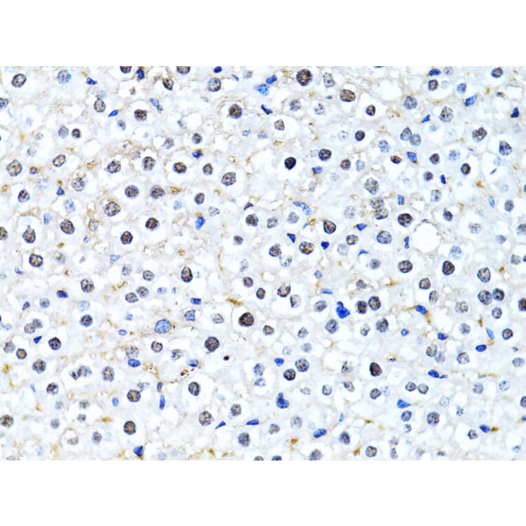 Immunohistochemistry - Anti-Histone H2B Antibody (A13773) - Antibodies.com