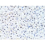 Immunohistochemistry - Anti-Histone H2B Antibody (A13773) - Antibodies.com