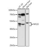 Western Blot - Anti-Constitutive androstane receptor Antibody (A13777) - Antibodies.com