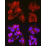 Immunofluorescence - Anti-Constitutive androstane receptor Antibody (A13777) - Antibodies.com