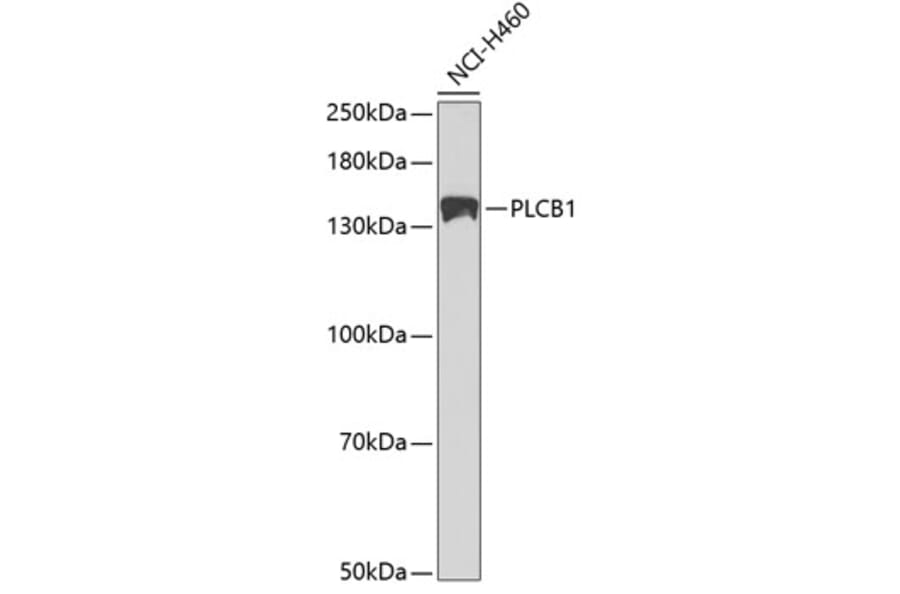 Western Blot - Anti-Phospholipase C beta 1/PLCB1 Antibody (A13778) - Antibodies.com