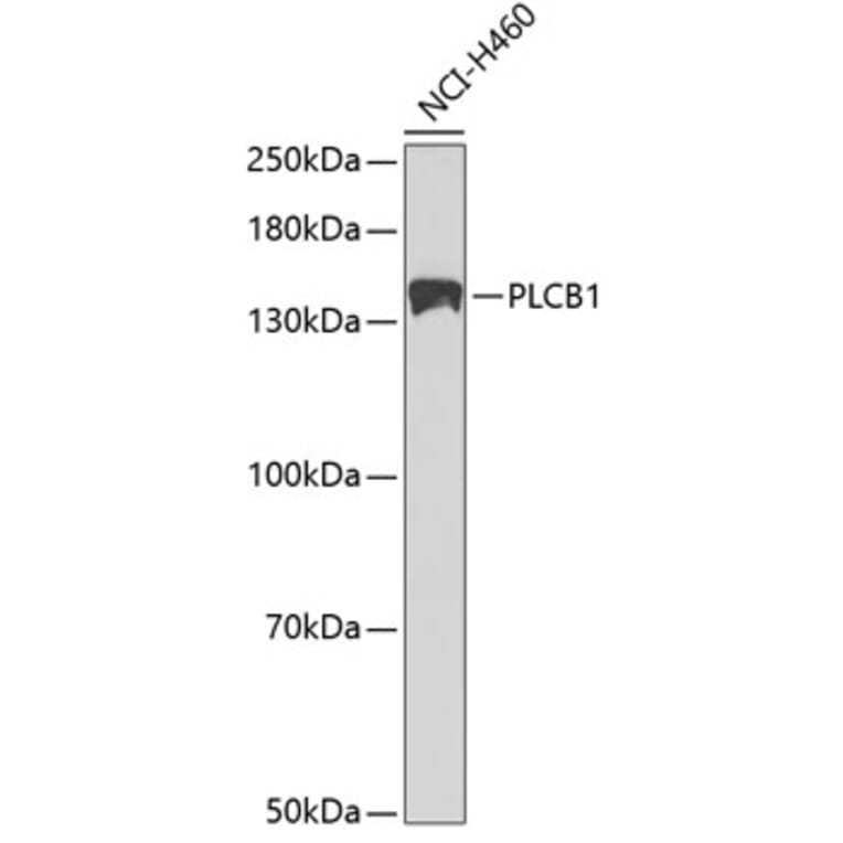 Western Blot - Anti-Phospholipase C beta 1/PLCB1 Antibody (A13778) - Antibodies.com