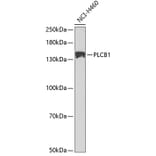 Western Blot - Anti-Phospholipase C beta 1/PLCB1 Antibody (A13778) - Antibodies.com