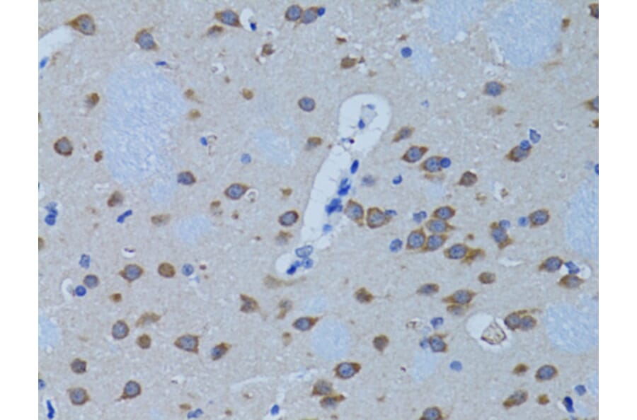 Immunohistochemistry - Anti-Phospholipase C beta 1/PLCB1 Antibody (A13778) - Antibodies.com