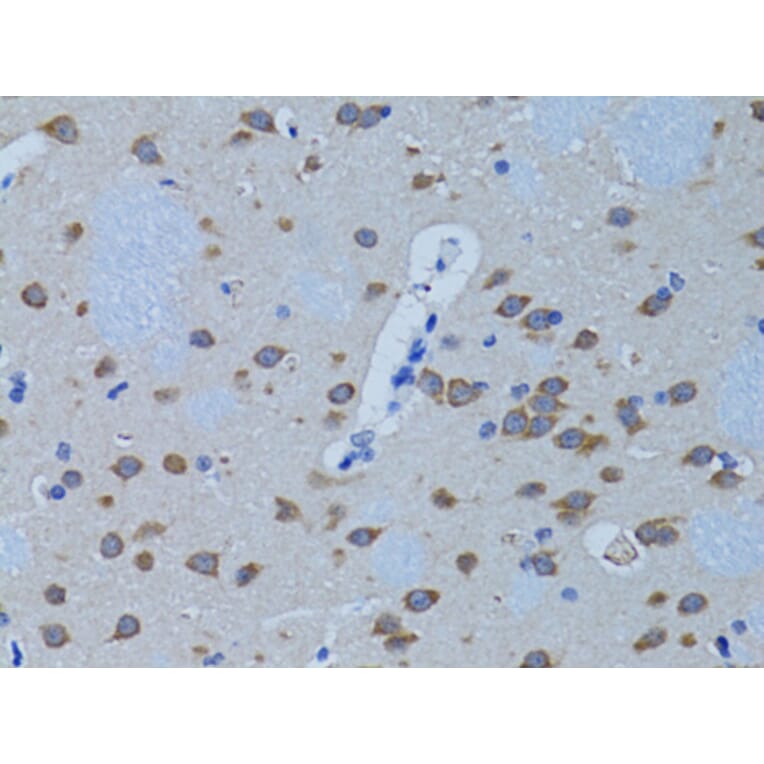 Immunohistochemistry - Anti-Phospholipase C beta 1/PLCB1 Antibody (A13778) - Antibodies.com