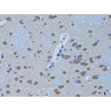 Immunohistochemistry - Anti-Phospholipase C beta 1/PLCB1 Antibody (A13778) - Antibodies.com