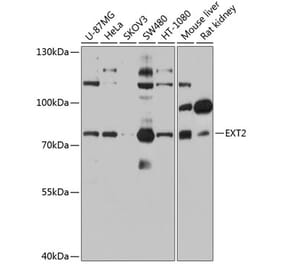 Western Blot - Anti-Ext2 Antibody (A13779) - Antibodies.com