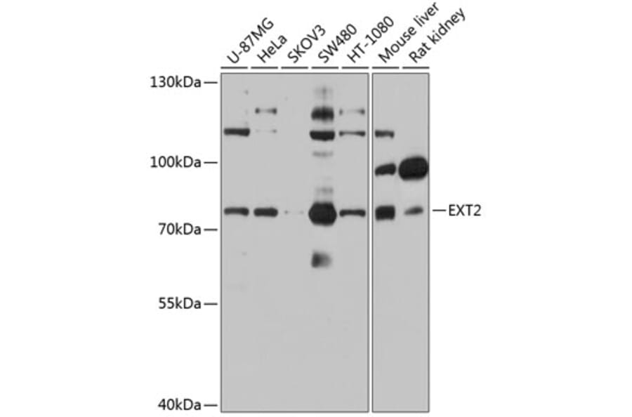 Western Blot - Anti-Ext2 Antibody (A13779) - Antibodies.com