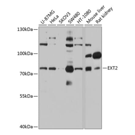 Western Blot - Anti-Ext2 Antibody (A13779) - Antibodies.com