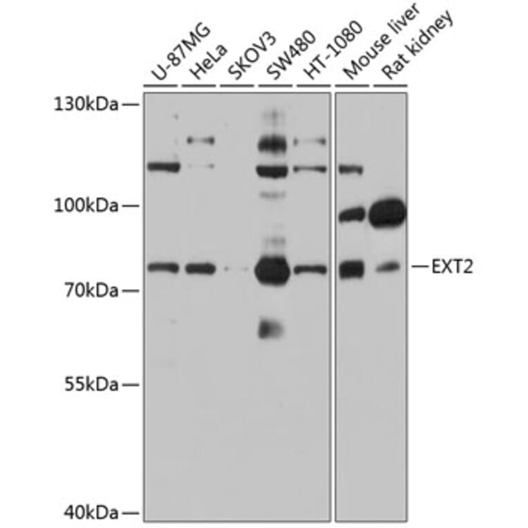 Western Blot - Anti-Ext2 Antibody (A13779) - Antibodies.com