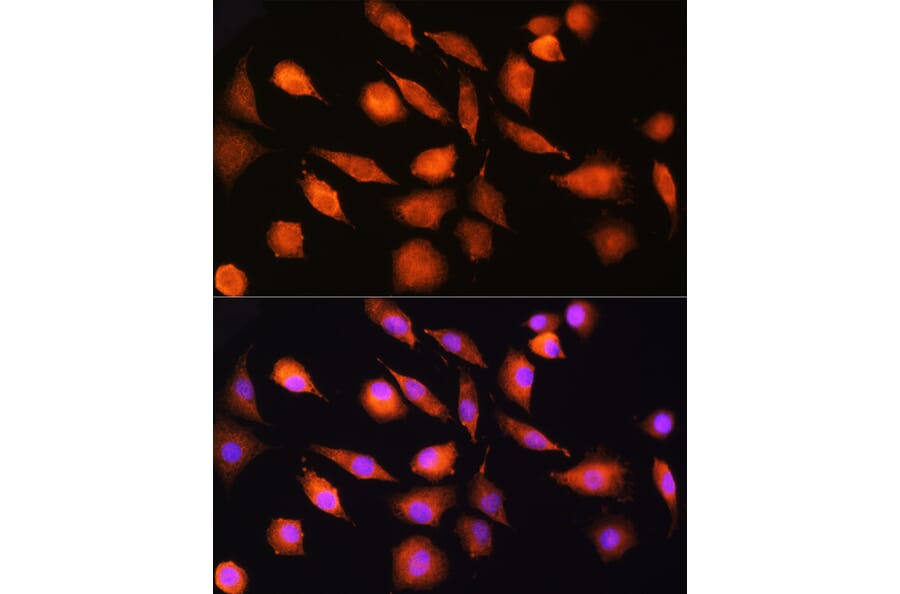 Immunofluorescence - Anti-Ext2 Antibody (A13779) - Antibodies.com