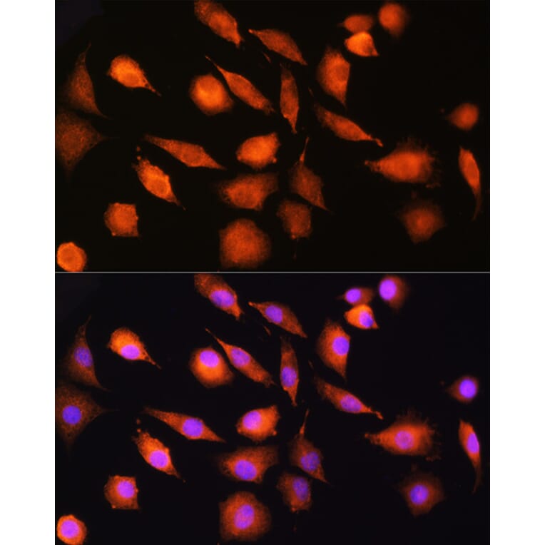 Immunofluorescence - Anti-Ext2 Antibody (A13779) - Antibodies.com