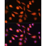 Immunofluorescence - Anti-Ext2 Antibody (A13779) - Antibodies.com
