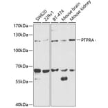 Western Blot - Anti-PTP alpha Antibody (A13782) - Antibodies.com