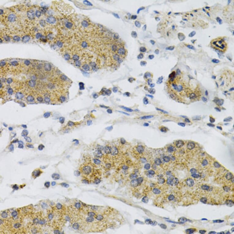 Immunohistochemistry - Anti-PTP alpha Antibody (A13782) - Antibodies.com