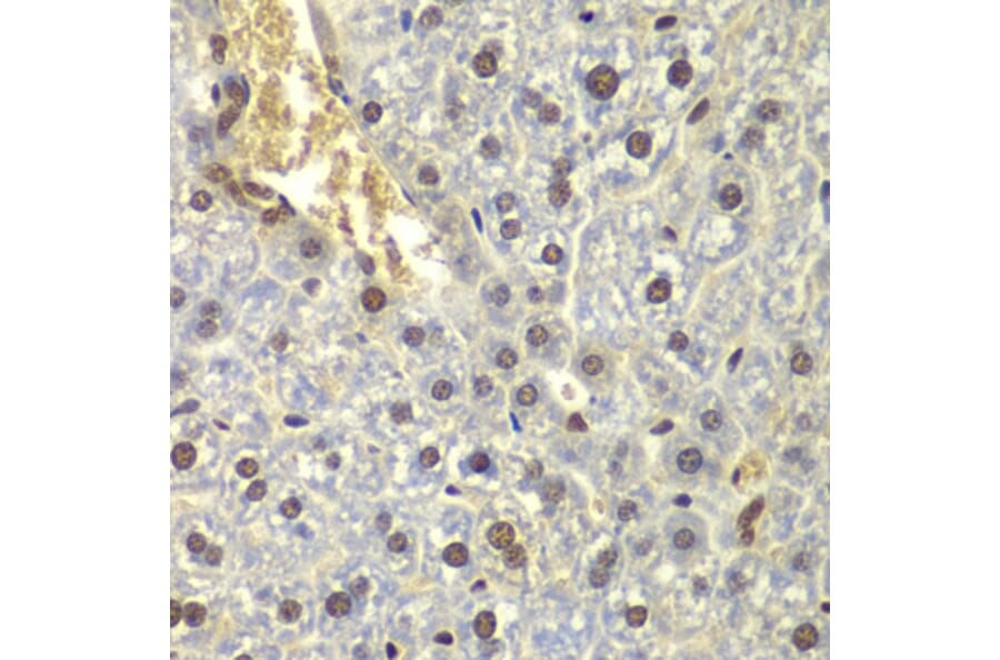 Immunohistochemistry - Anti-RPL5 Antibody (A13783) - Antibodies.com