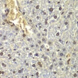 Immunohistochemistry - Anti-RPL5 Antibody (A13783) - Antibodies.com