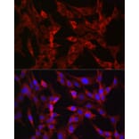 Immunofluorescence - Anti-TMPRSS2 Antibody (A13784) - Antibodies.com