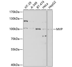 Western Blot - Anti-MVP Antibody (A13785) - Antibodies.com