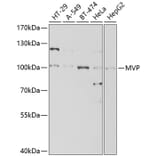 Western Blot - Anti-MVP Antibody (A13785) - Antibodies.com