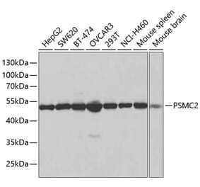 Western Blot - Anti-MSS1 Antibody (A13789) - Antibodies.com