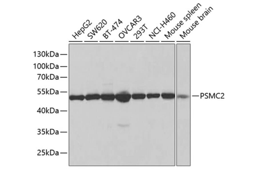 Western Blot - Anti-MSS1 Antibody (A13789) - Antibodies.com