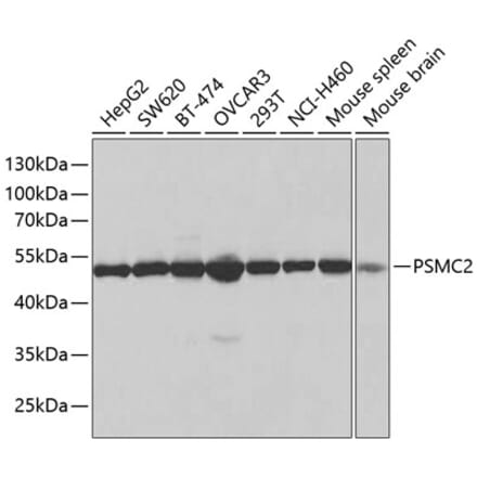 Western Blot - Anti-MSS1 Antibody (A13789) - Antibodies.com