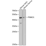 Western Blot - Anti-TBP-1 Antibody (A13790) - Antibodies.com