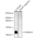 Western Blot - Anti-S100A10 Antibody (A13791) - Antibodies.com