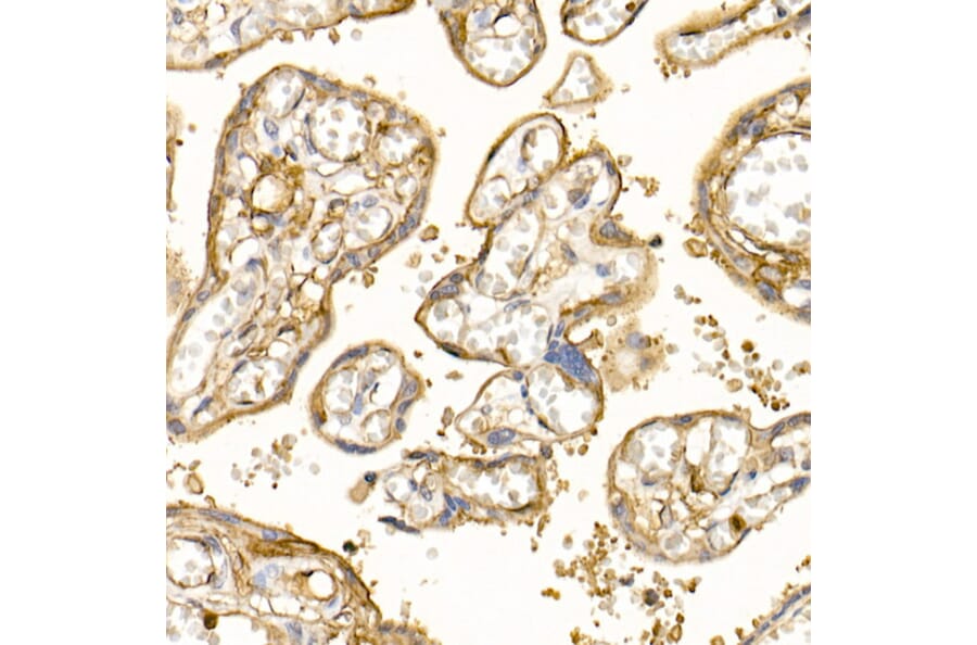 Immunohistochemistry - Anti-S100A10 Antibody (A13791) - Antibodies.com