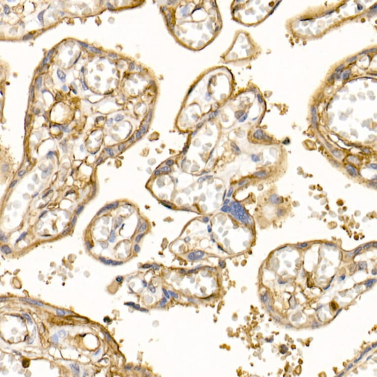 Immunohistochemistry - Anti-S100A10 Antibody (A13791) - Antibodies.com