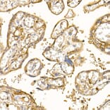 Immunohistochemistry - Anti-S100A10 Antibody (A13791) - Antibodies.com