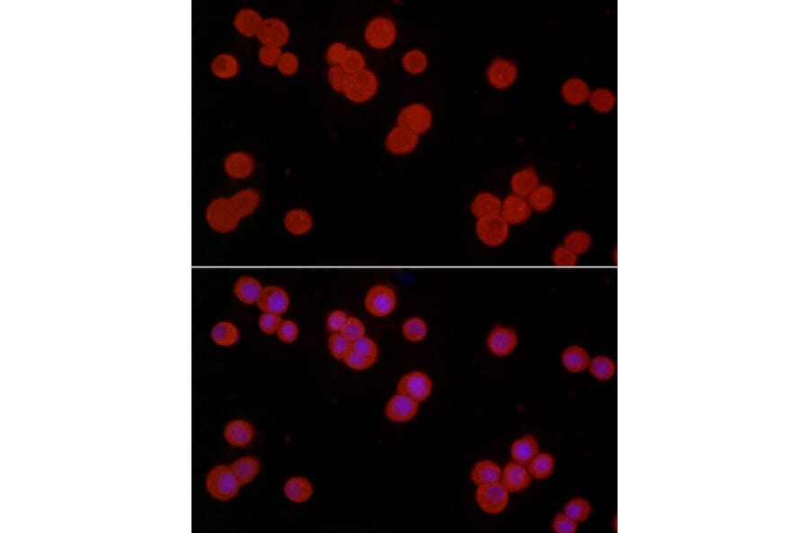 Immunofluorescence - Anti-S100A10 Antibody (A13791) - Antibodies.com