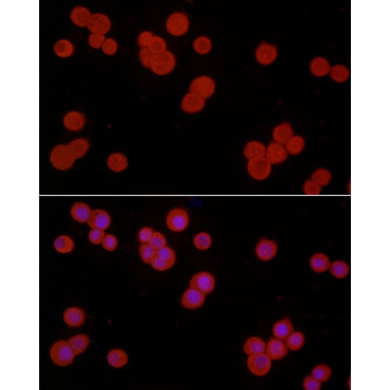 Immunofluorescence - Anti-S100A10 Antibody (A13791) - Antibodies.com