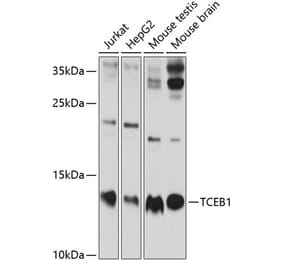 Western Blot - Anti-Elongin-C Antibody (A13793) - Antibodies.com