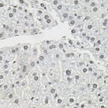 Immunohistochemistry - Anti-Elongin-C Antibody (A13793) - Antibodies.com