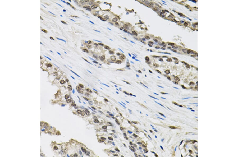 Immunohistochemistry - Anti-Elongin-C Antibody (A13793) - Antibodies.com