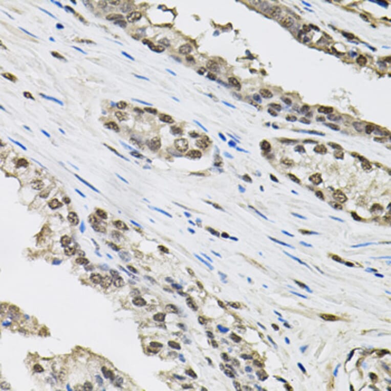 Immunohistochemistry - Anti-Elongin-C Antibody (A13793) - Antibodies.com